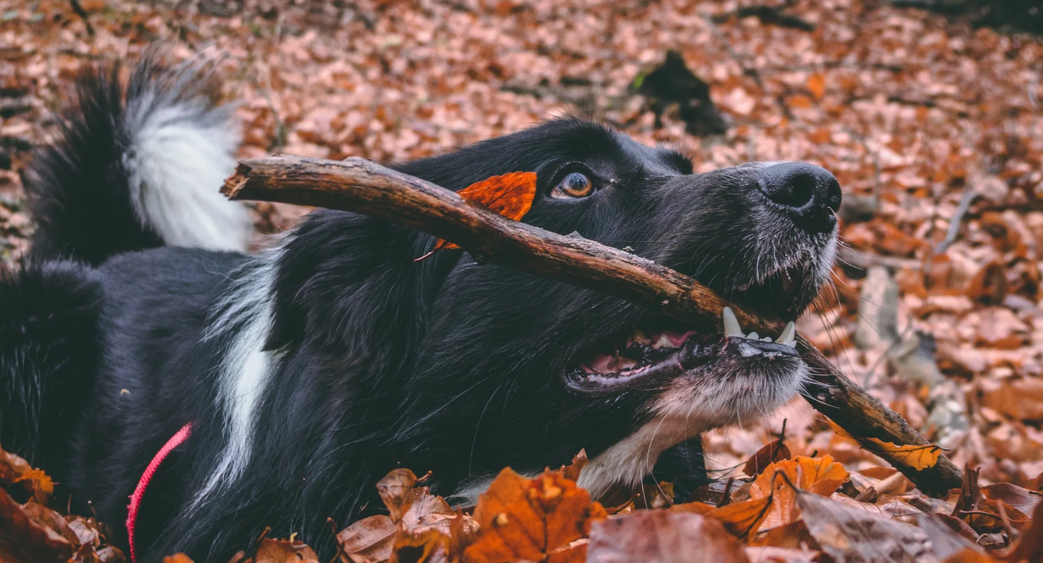 A black dog playing in the fall leaves with a stick in its mouth